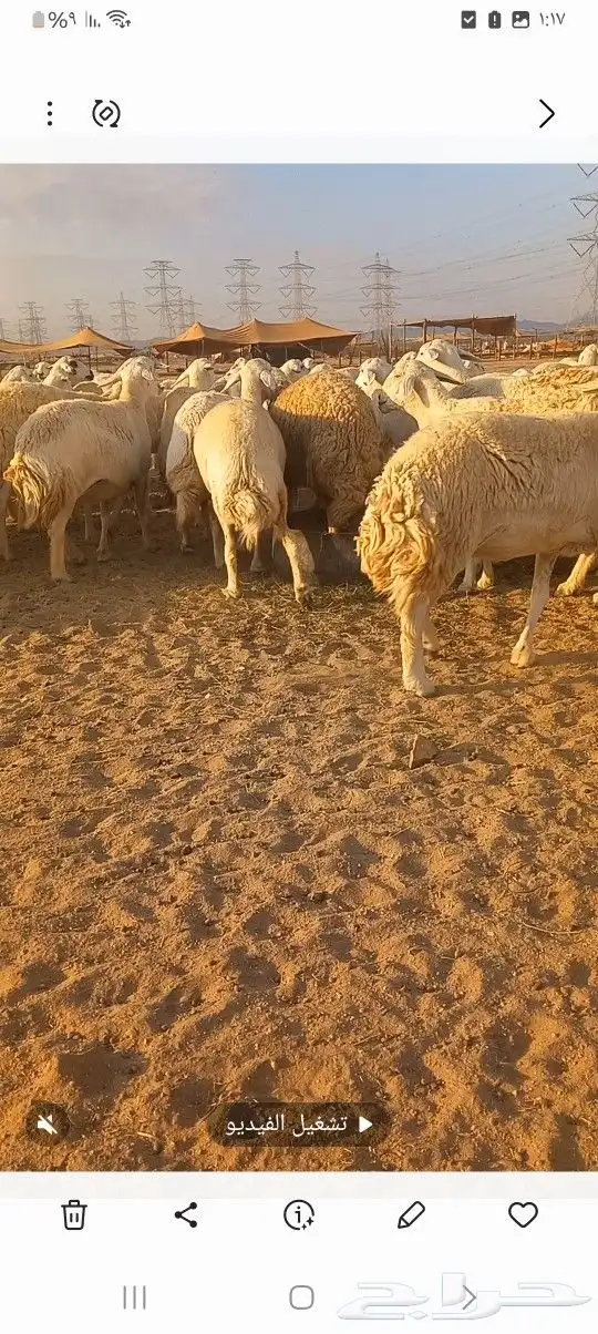 ضان حريه صنف مشروطه فحص 9