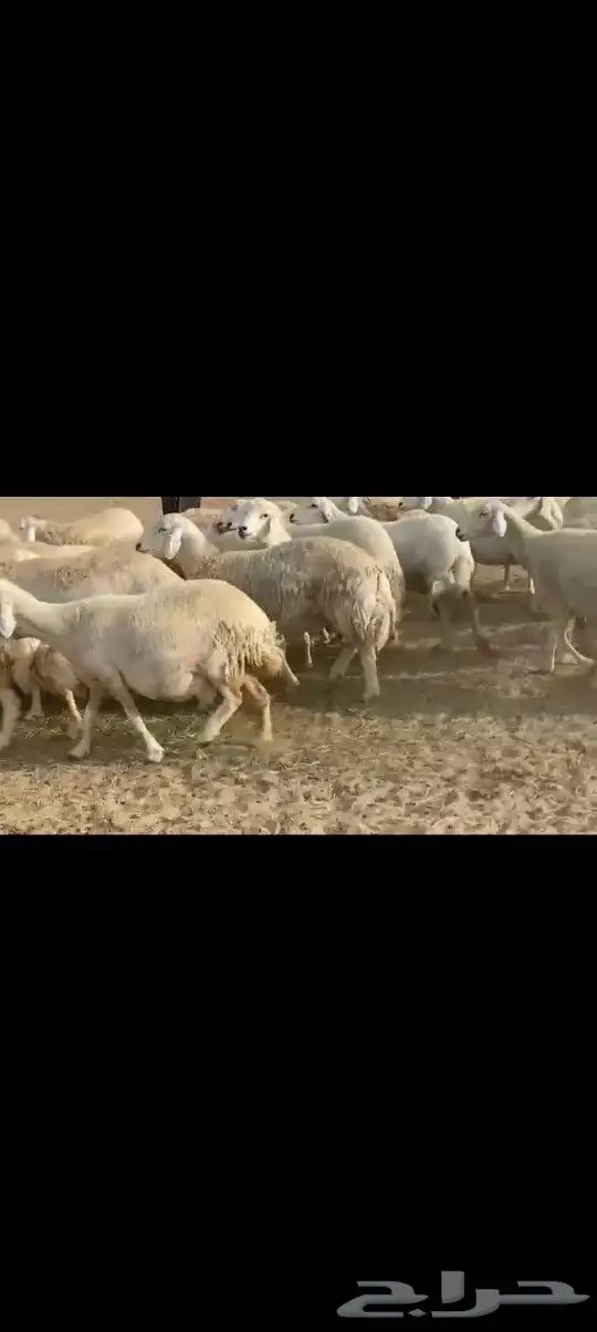 ضان حريه صنف مشروطه فحص 7