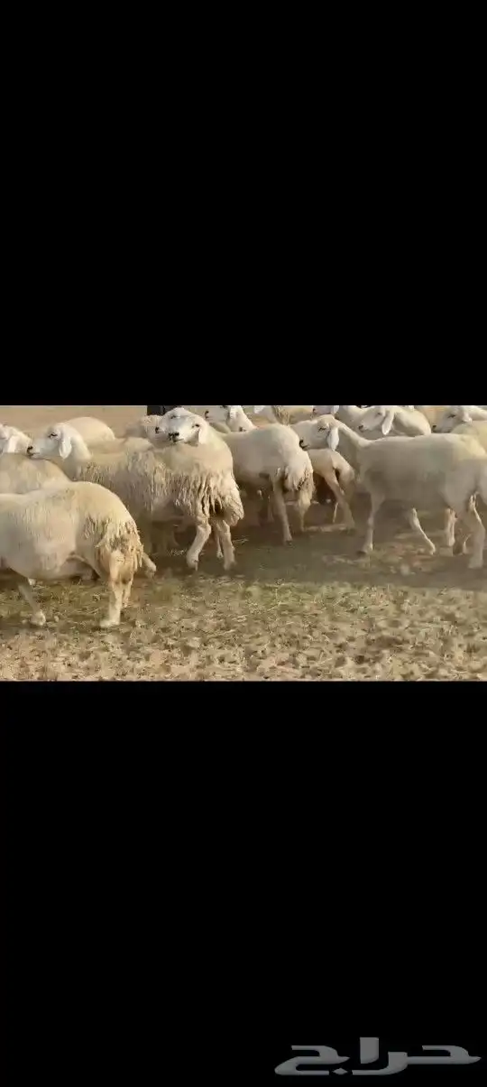ضان حريه صنف مشروطه فحص 5