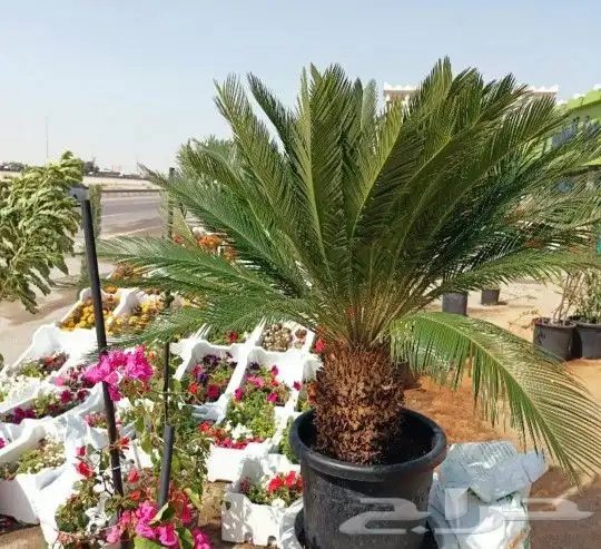 مزارع ومنسق الحدائق 1