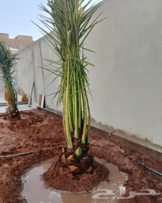 نقوم بتوريدوزراعه جميع انواع النخيل والزيتون واليومون 5