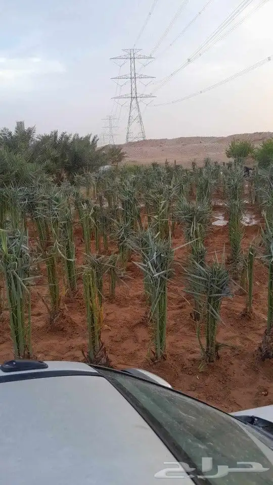 متواجد في تبوك 1
