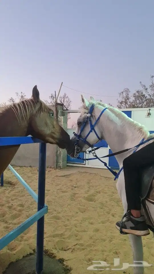 ايواء عسف علاج تدريب 1