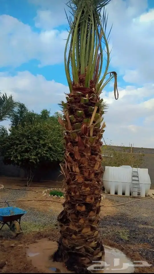 نقوم بتوريدوزراعه جميع انواع النخيل والزيتون واليومون 1