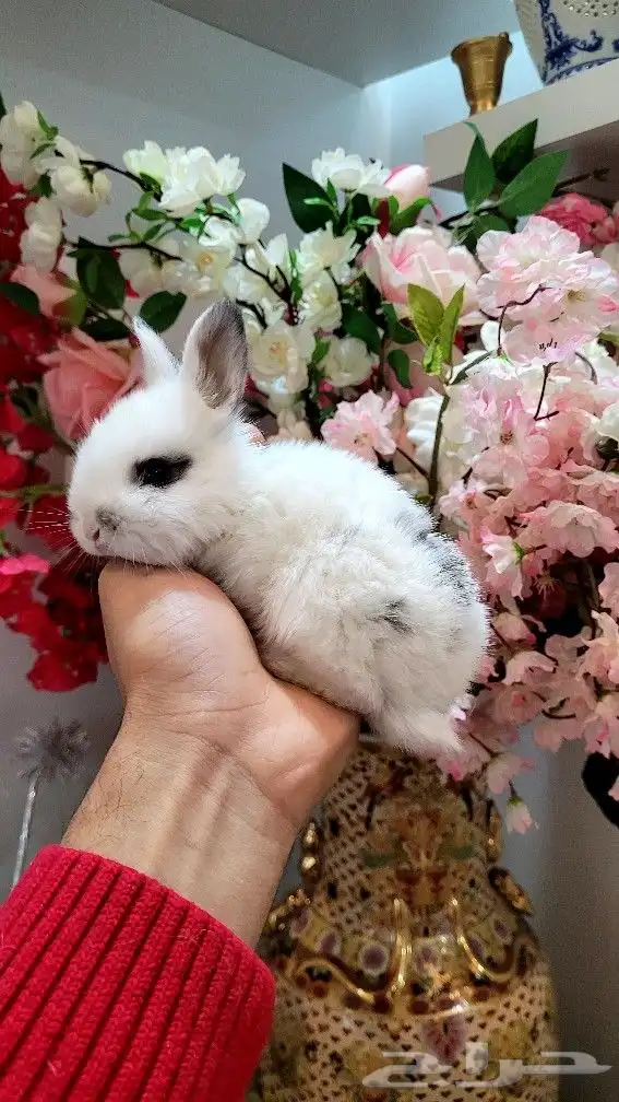 ارانب هولندية القزم ابو عيون مكحله 14