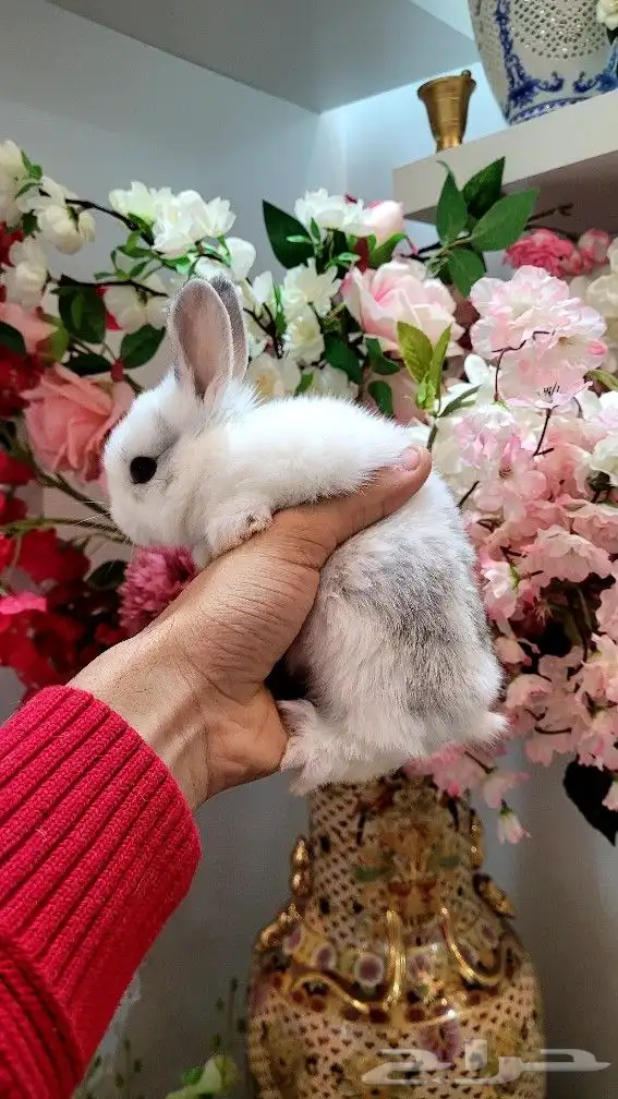ارانب هولندية القزم ابو عيون مكحله 13