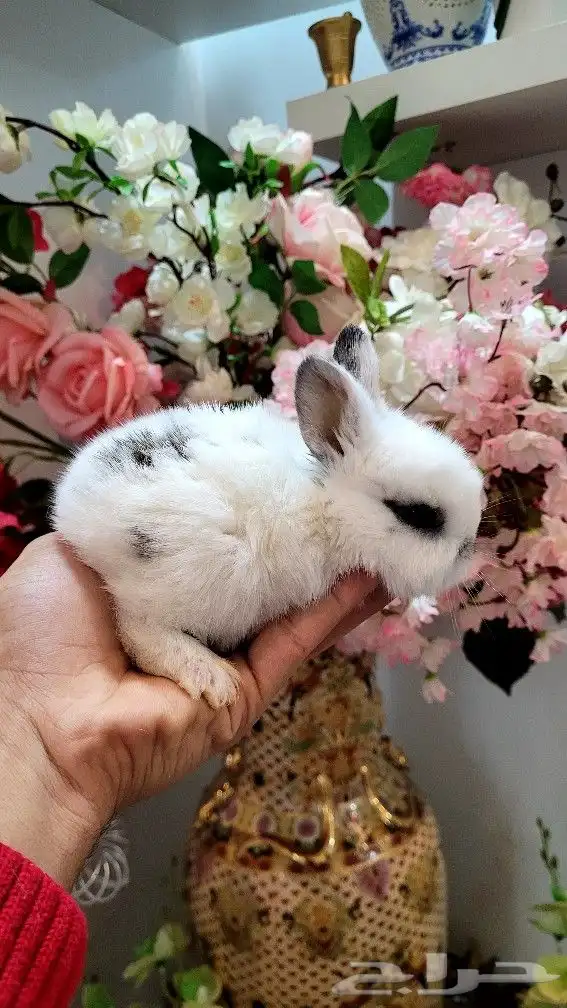 ارانب هولندية القزم ابو عيون مكحله 11