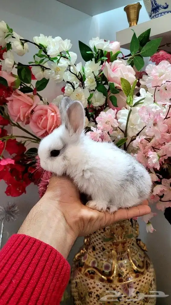 ارانب هولندية القزم ابو عيون مكحله 10