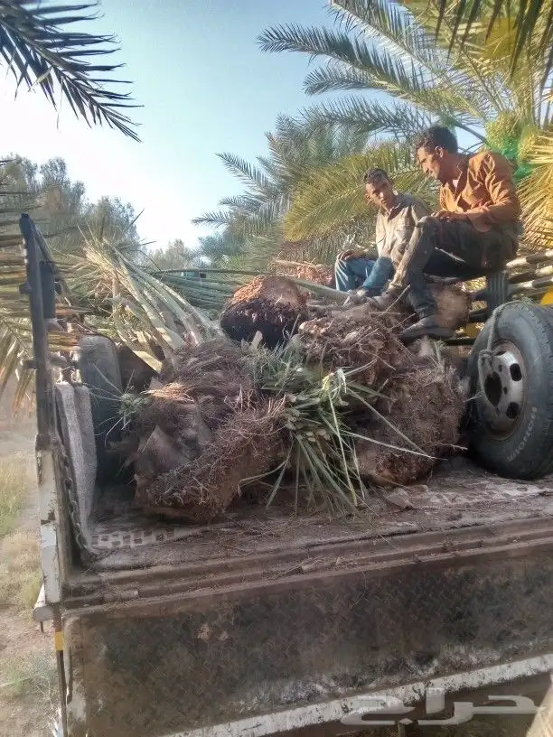 متواجد في تبوك 0
