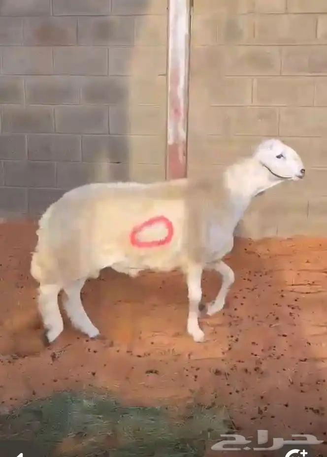 مشروع فحل حر ي صنف 5