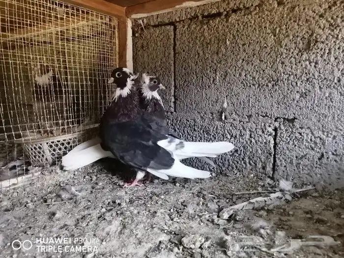تم البيع.. قطايف محاريق حمر 10