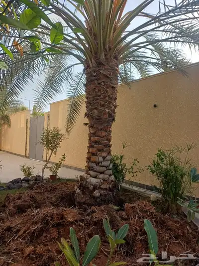 قلع وغرس وترحيل جميع انواع النخيل 1
