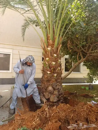 قلع وغرس وترحيل جميع انواع النخيل 0