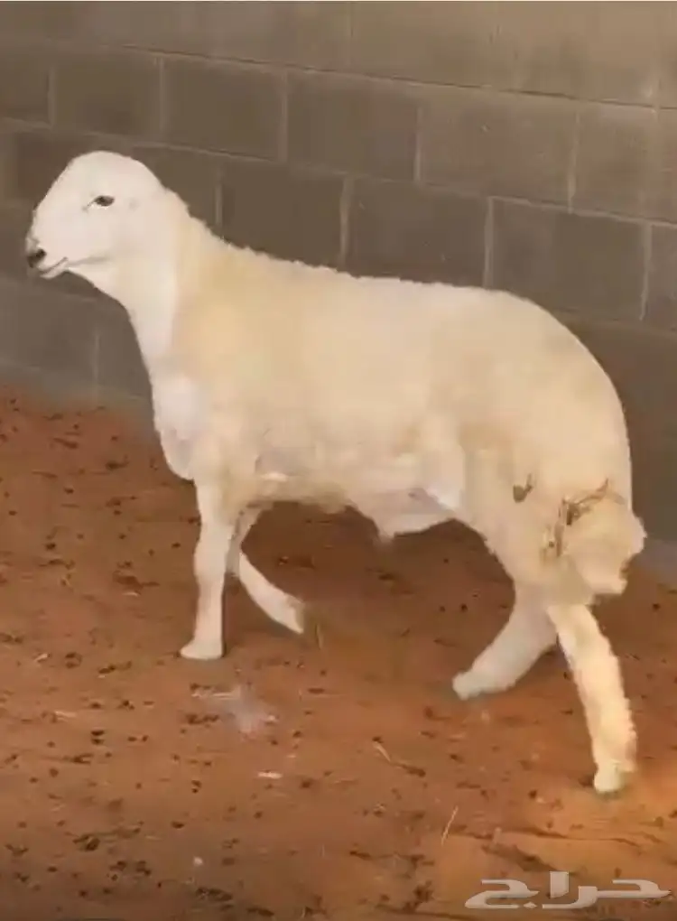 مشروع فحل حر ي صنف 4