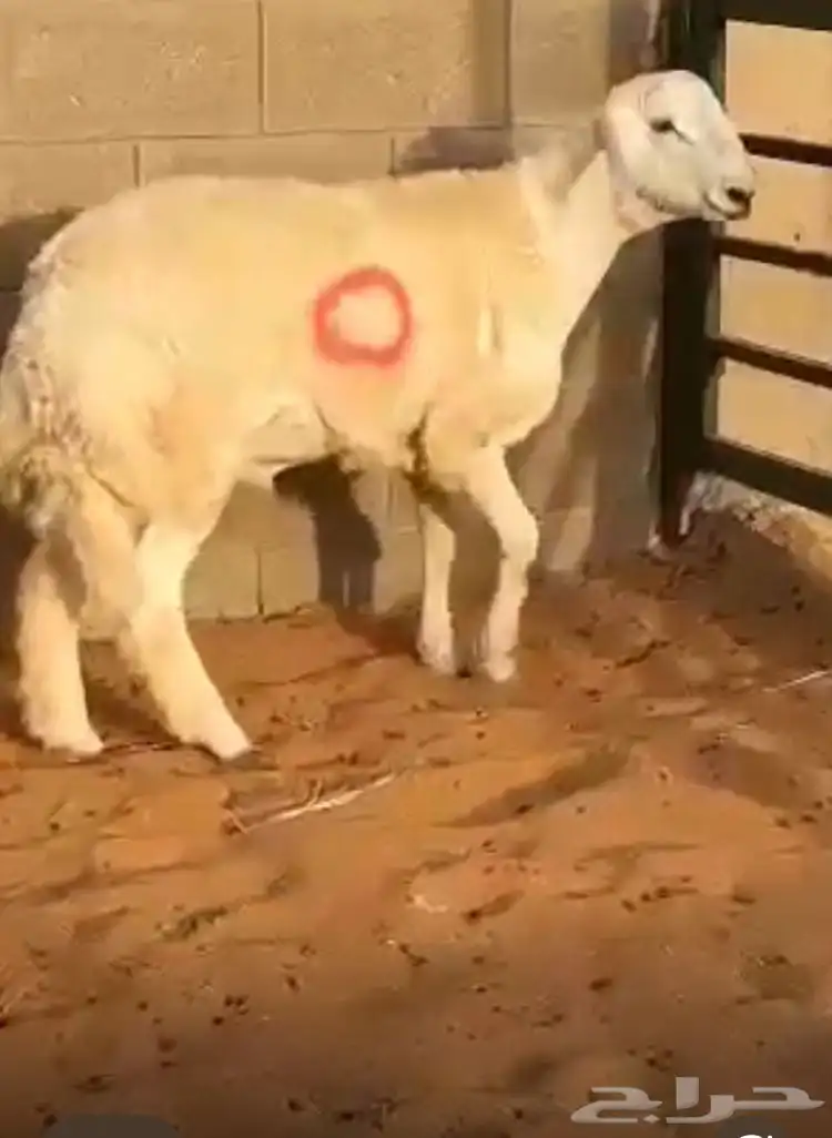 مشروع فحل حر ي صنف 0