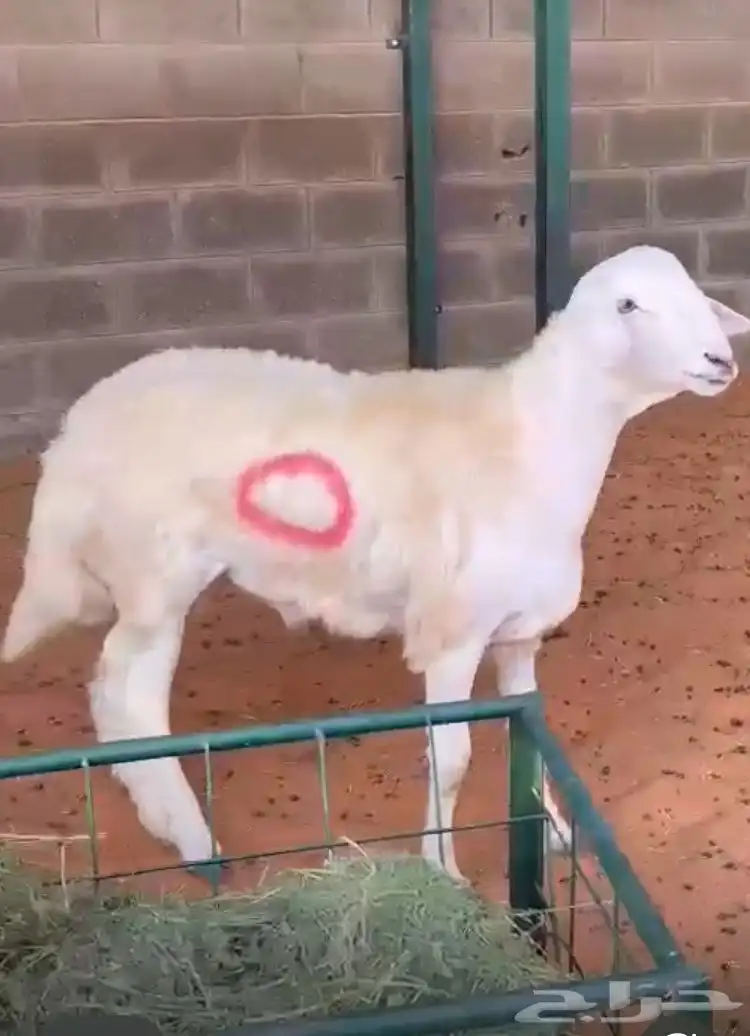 مشروع فحل حر ي صنف 3