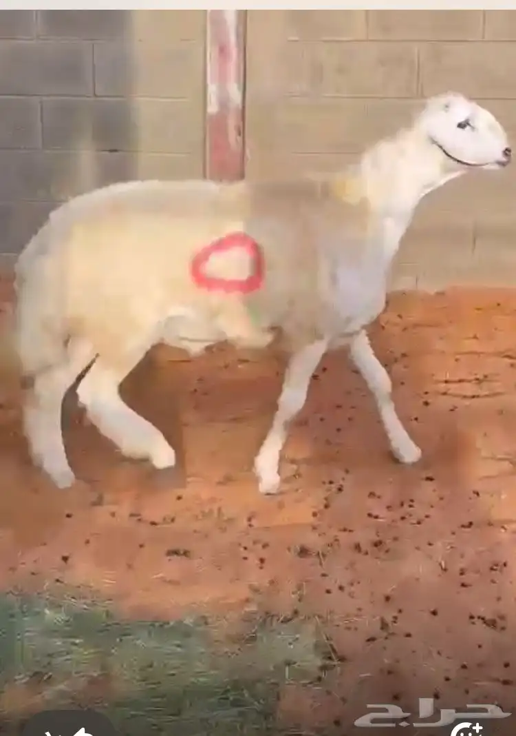 مشروع فحل حر ي صنف 1