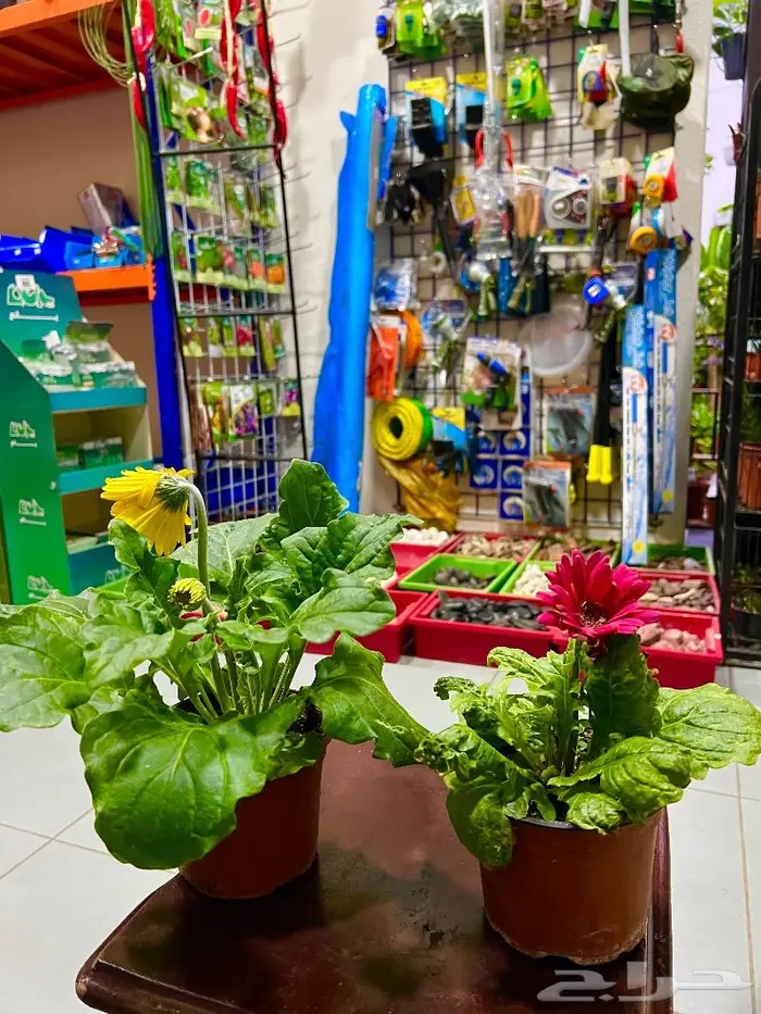 الجبيل مشتل وردة المنزل 0