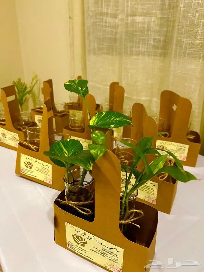 الجبيل مشتل وردة المنزل 12