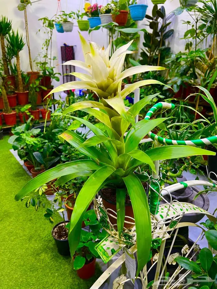 الجبيل مشتل وردة المنزل 13