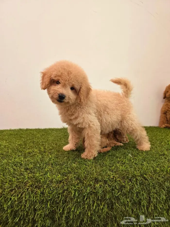 mini toy poodle and pomeranian and yorki puppies 9