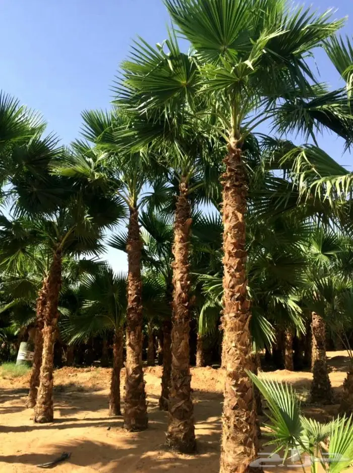 نخل واشنطني نخل ملوكي وعربي للبيع 4