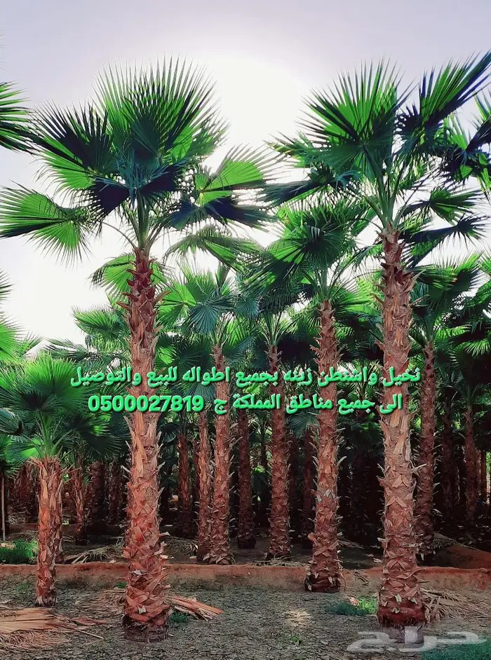 نخل واشنطني نخل ملوكي وعربي للبيع 1