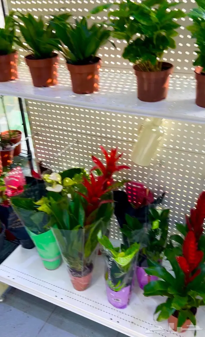 الجبيل مشتل وردة المنزل 11