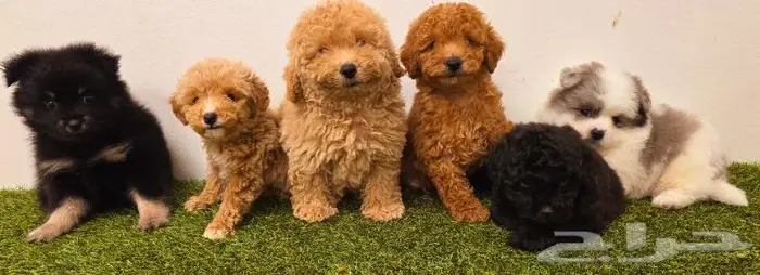 mini toy poodle and pomeranian and yorki puppies 3