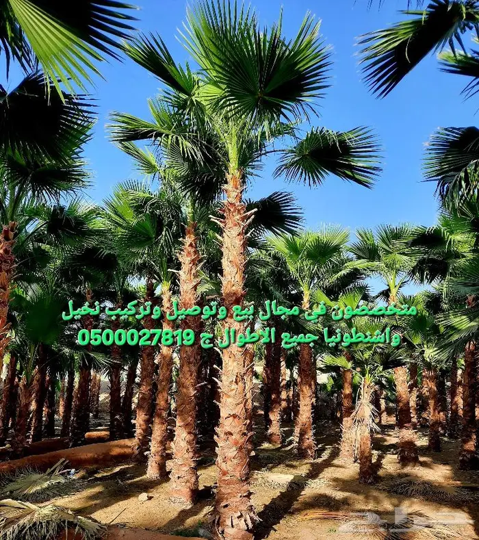 نخل واشنطني نخل ملوكي وعربي للبيع 0