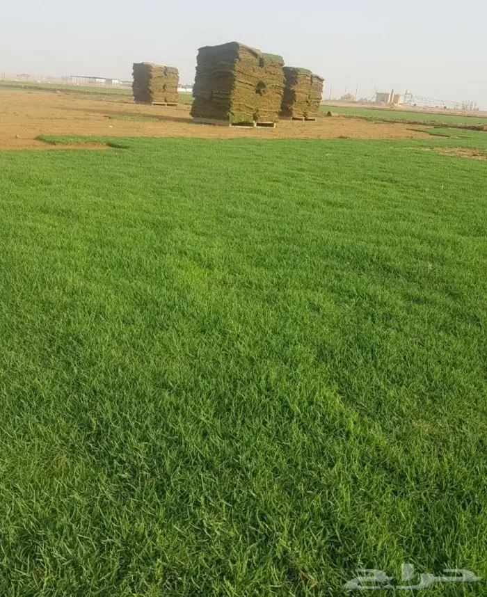 نخل واشنطني نخل ملوكي وعربي للبيع 7