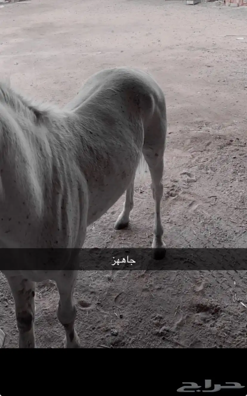 حصان شعبي  . 0