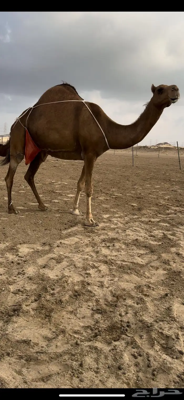 خلفه ساحليه حمرا باخره جرم حلابه كفو(تم البيع) 2