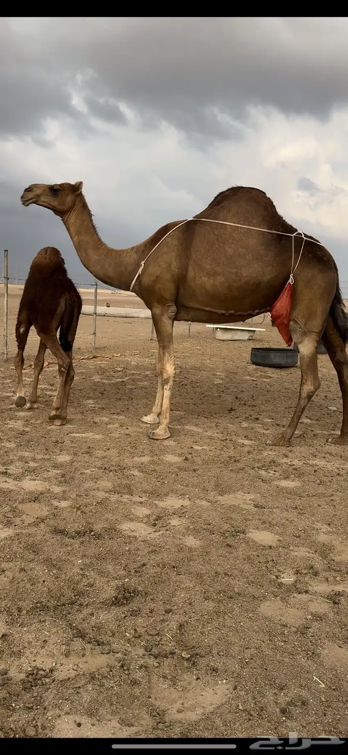 خلفه ساحليه حمرا باخره جرم حلابه كفو(تم البيع) 0