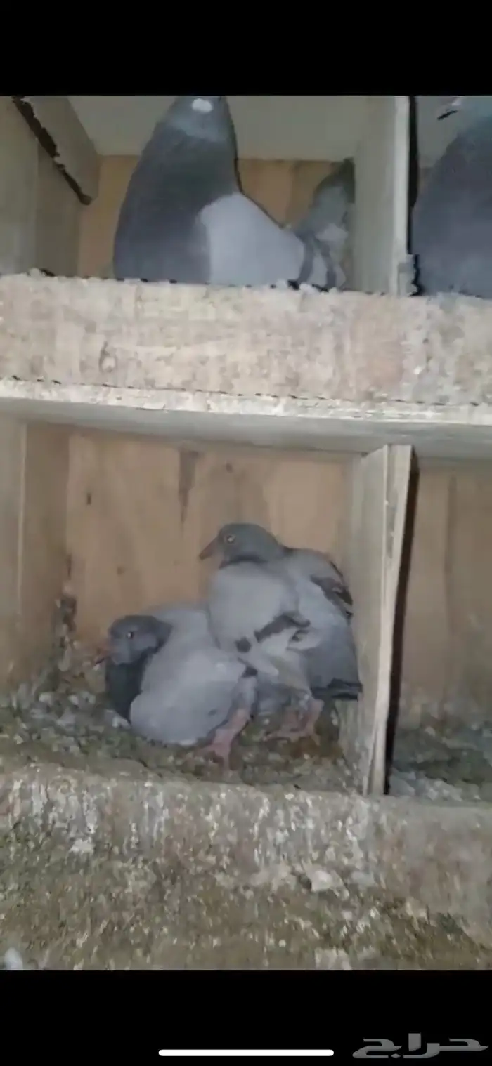 فراخه بسابيس فرنسي سلفر لاحم سوبر جامبو 1