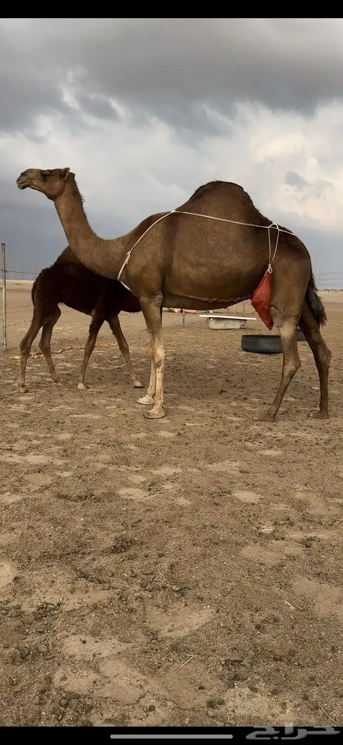 خلفه ساحليه حمرا باخره جرم حلابه كفو(تم البيع) 1