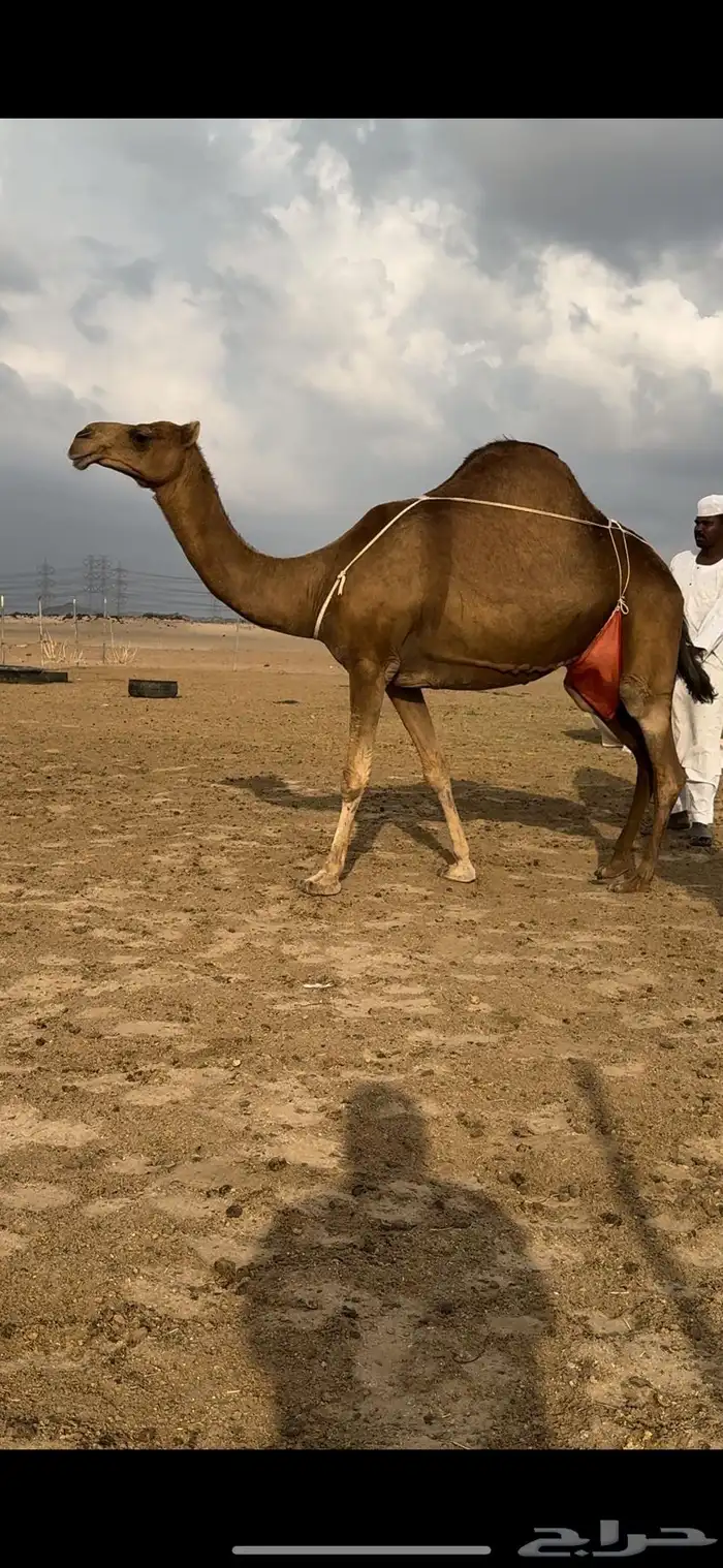 خلفه ساحليه حمرا باخره جرم حلابه كفو(تم البيع) 4