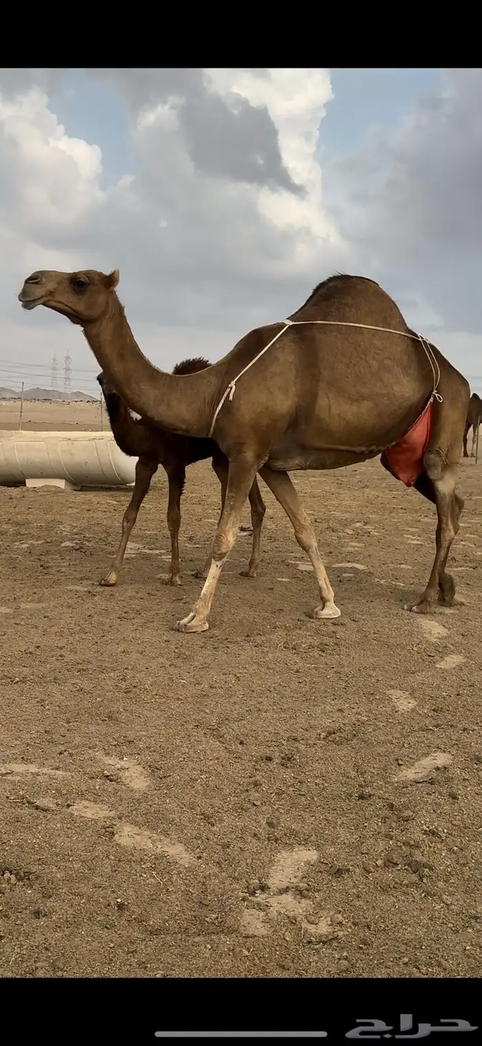 خلفه ساحليه حمرا باخره جرم حلابه كفو(تم البيع) 3