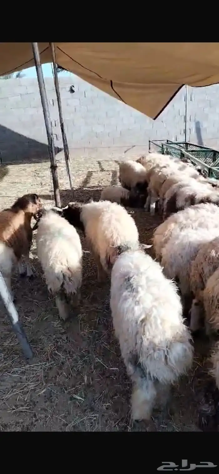 قعدان 2