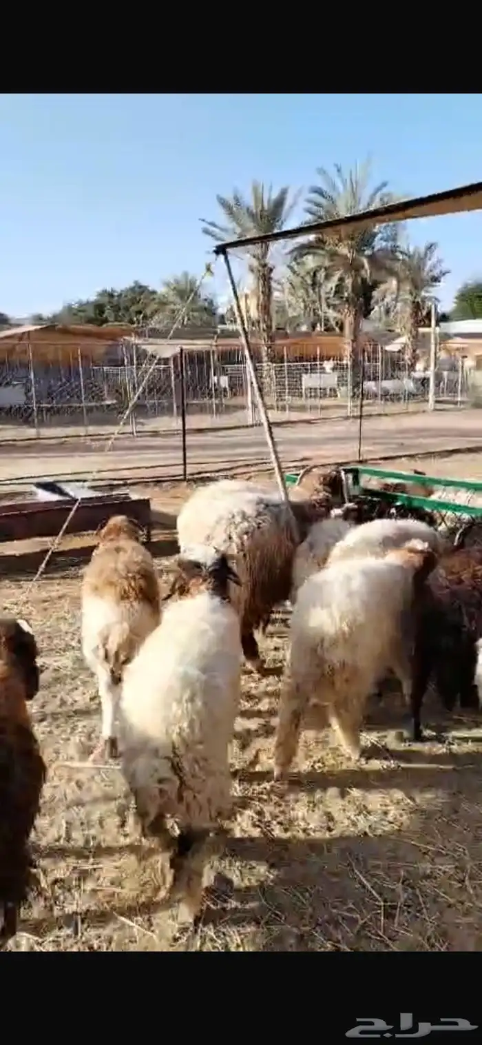 قعدان 0