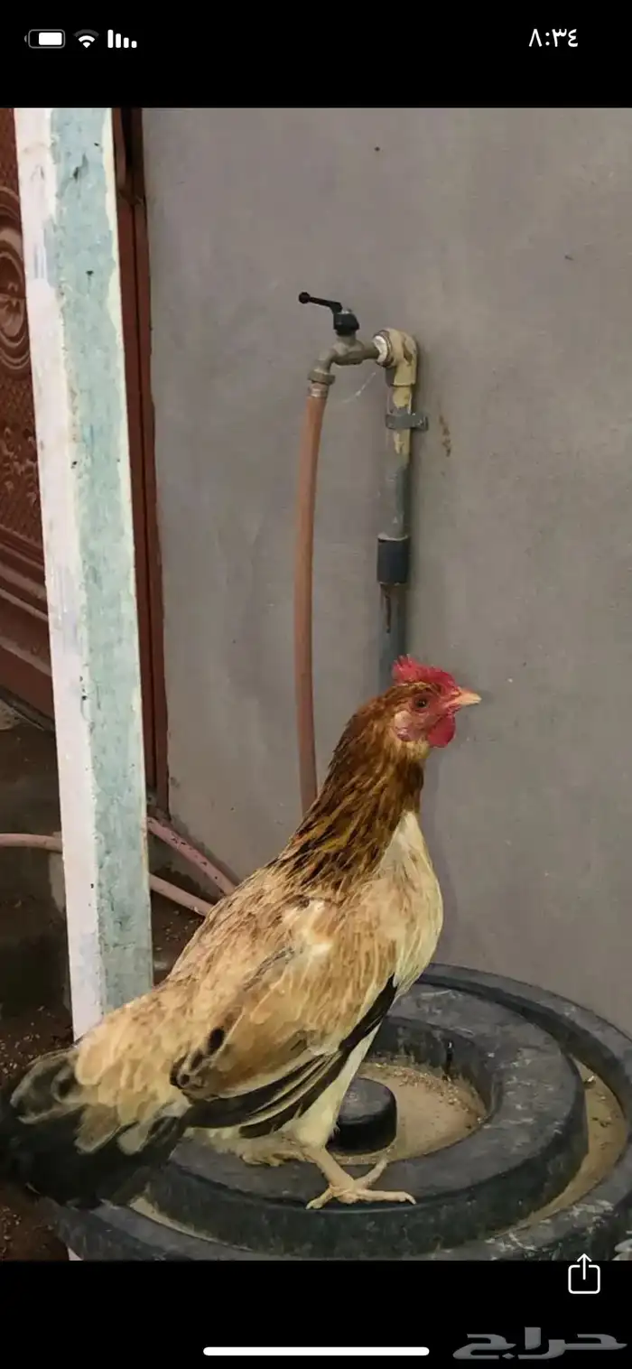 (بيض )دجاج ترثه بلدي 2