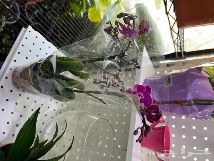 الجبيل مشتل وردة المنزل 1