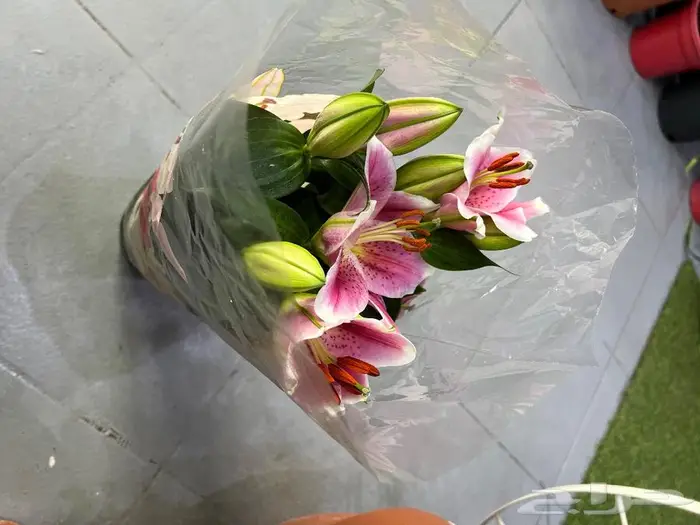 الجبيل مشتل وردة المنزل 2