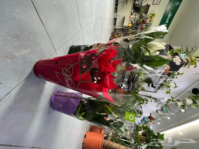 الجبيل مشتل وردة المنزل 7