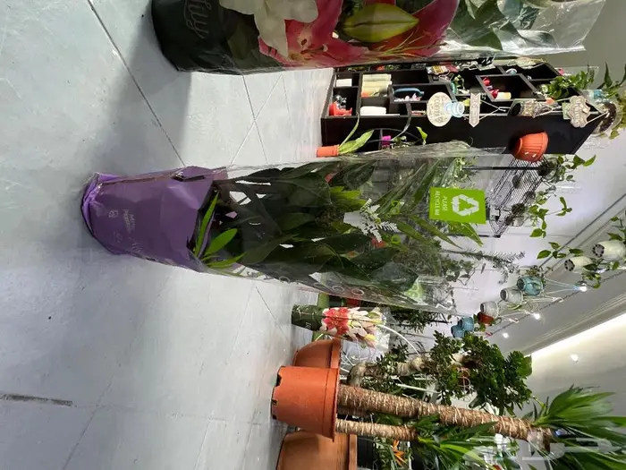 الجبيل مشتل وردة المنزل 8