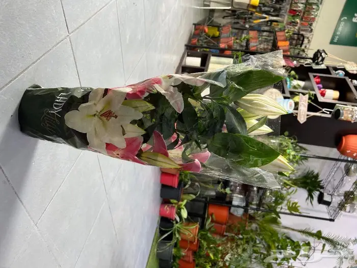 الجبيل مشتل وردة المنزل 9