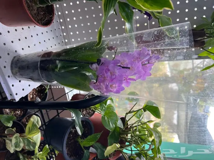 الجبيل مشتل وردة المنزل 4