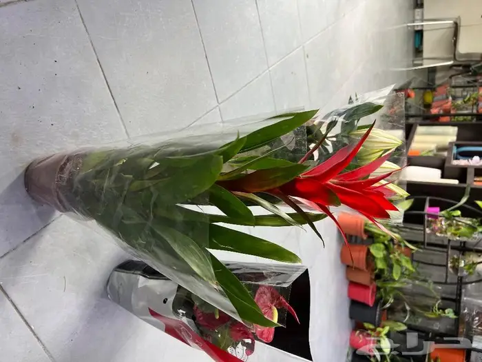 الجبيل مشتل وردة المنزل 5