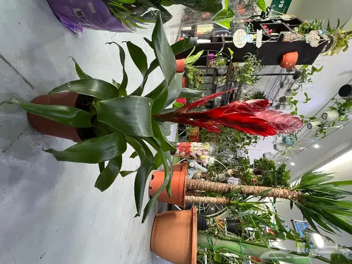 الجبيل مشتل وردة المنزل 6