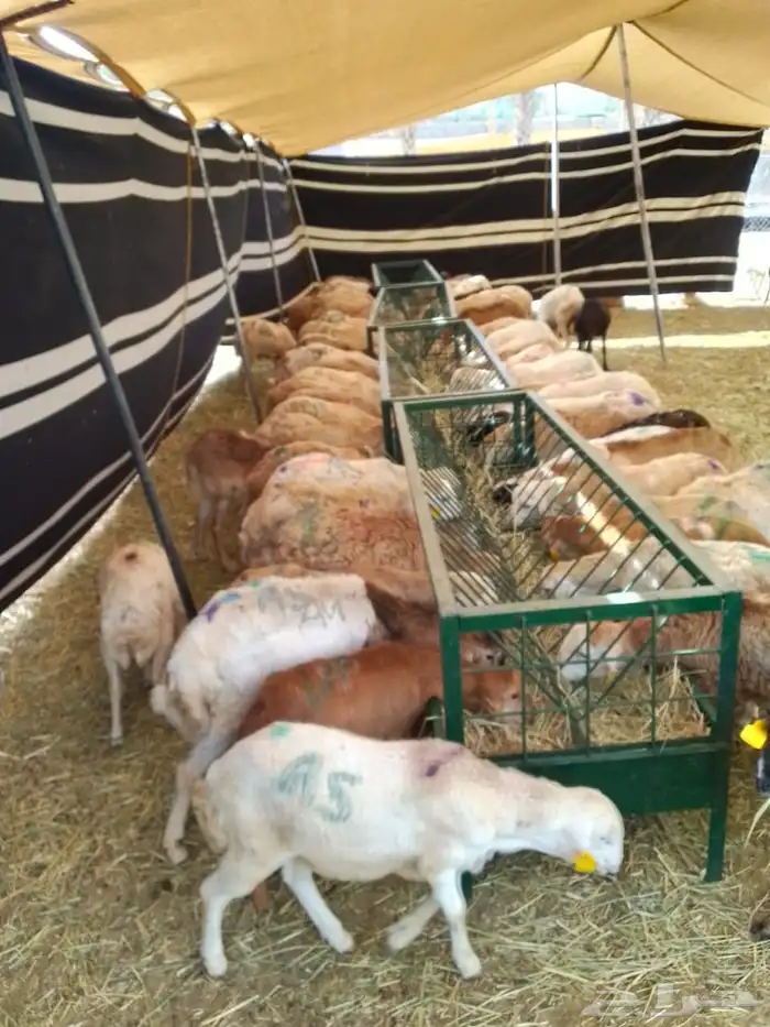 سواكن 3